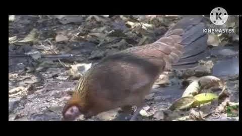 Tiếng gà mái rừng gọi trống, dù nắng bổi vẫn chạy về. suab poj qaib tsauj seev tuaj zoo heev (100%)