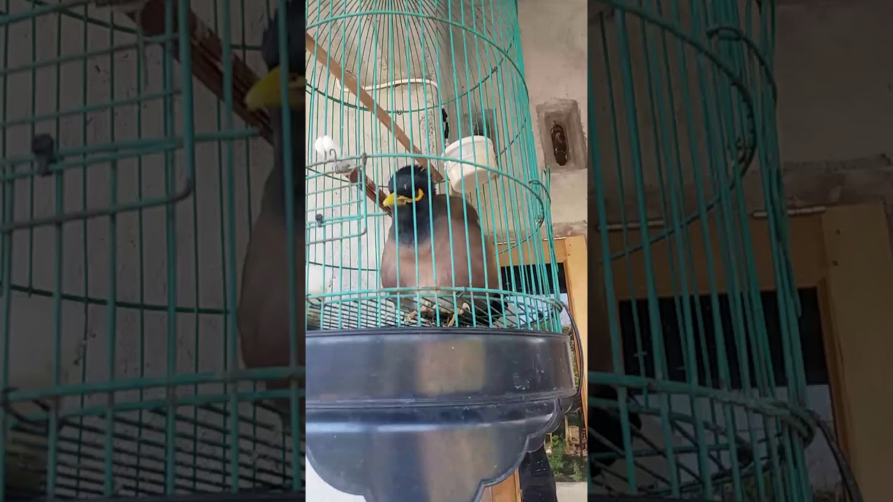 Burung jalak sapi .bunyi suara bebek 