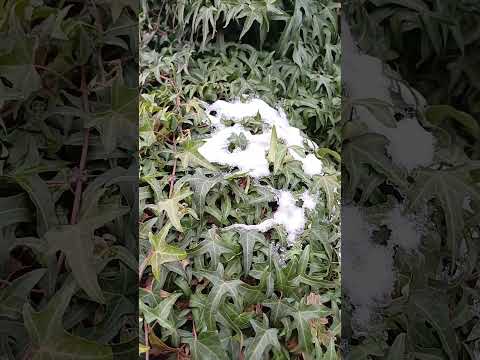 Плющ садовий Sagittifolia ЗКС / контейнер 1-2л / саджанець 30см, видео 1