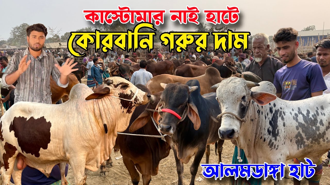 গরু আছে, ক্রেতা নাই! ২০২৬ কোরবানির গরুর দর দাম। চুয়াডাঙ্গা–আলমডাঙ্গা হাটের অদ্ভুত চিত্র”