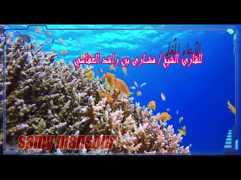 الدعاء المعلم للشيخ مشارى بن راشد العفاسي سكينة راحة نفسية و خشوع في الدعاء