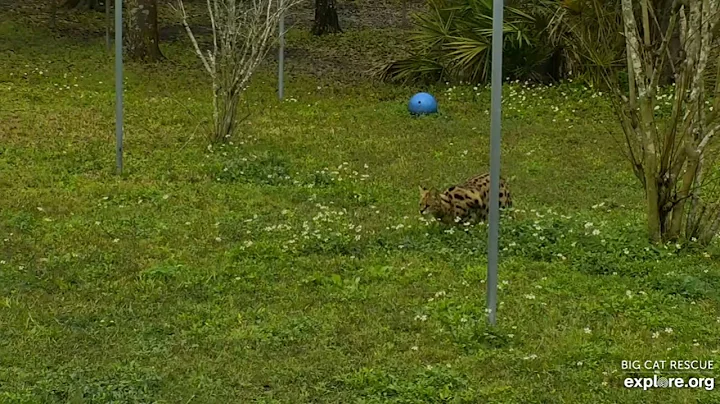 Watch the video about How fast is a serval you ask? This fast! Nala serval at Big Cat Rescue.