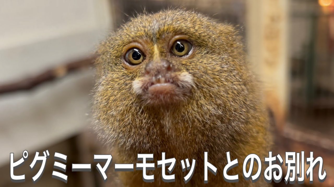 ピグミーマーモセットが天国へと旅立ちました。 - YouTube
