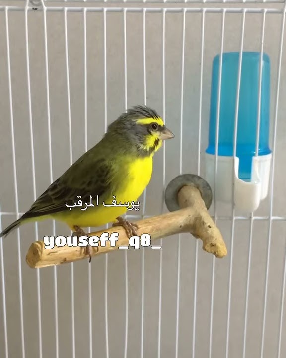 تغريد ياسمين موزمبيق                                                Serinus mozambicus
