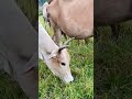 Sapi lucu sedang makan rumput animals cow