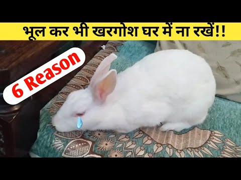 खरगोश ना पालने के 6 बड़े कारण|| खरगोश क्यों नहीं पालना चाहिए||Why shouldn't rabbits be kept as pets?