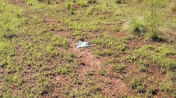 EFlite Mini Convergence VTOL inaugural flight.