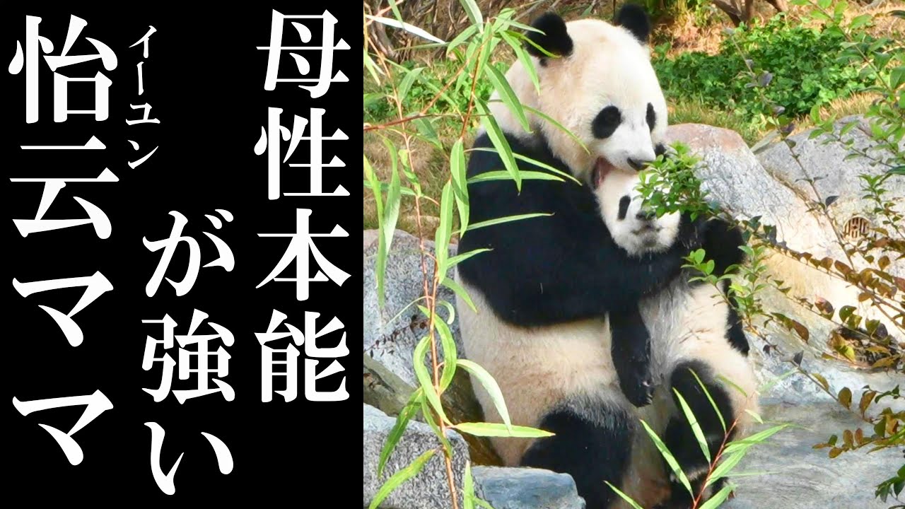 子どもが下敷きに!? 【母性本能が強い 怡云 (イーユン)ママ】～前編～　成都のぱんだ#124