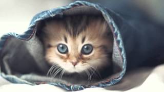 Montage chat mignon avec musique screenshot 4
