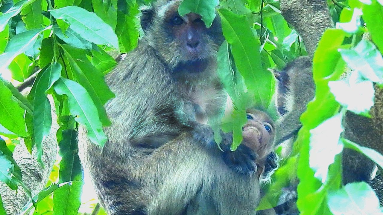 OMG !! Very broken heart blind Vegas Angry her baby And hurt the child