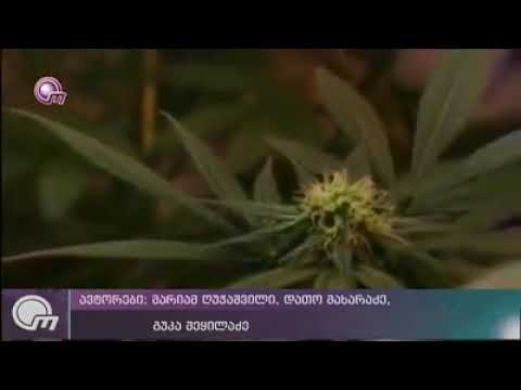 კანაფის მავნებლობა, რომელსაც გვიმალავენ.