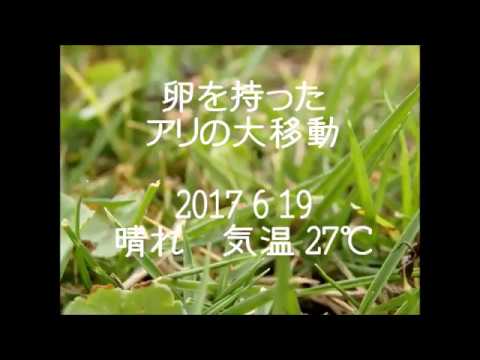 アリの大移動