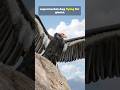 California ghost giant (California condor)