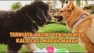 #57 Mainan Untuk Test Kepintaran Anabul | Dog IQ Test | LUNA HAPPY FAMILY | Indonesia by LUNA HAPPY FAMILY 525 views 3 years ago 9 minutes, 27 seconds