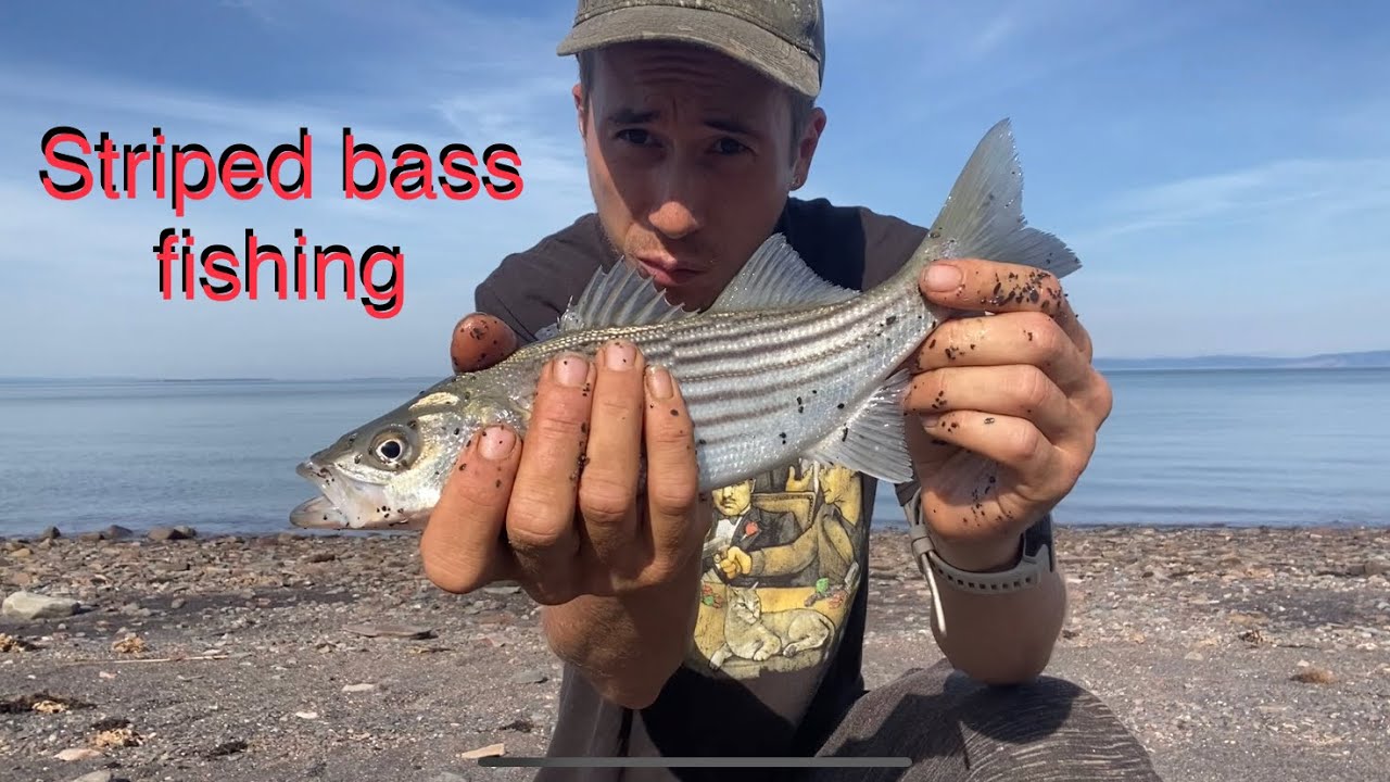 5 day striped bass fishing trip Minas basin, Nova Scotia YouTube