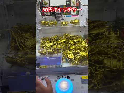 30円キャッチャー 金のカブトムシとクワガタ Shorts Ufoキャッチャー ゲームセンター ゲーセン ゲーム実況 クレーンゲーム ガチャガチャ ゲーセン ガチャ ゲーム
