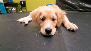 Puppy Parties June 17