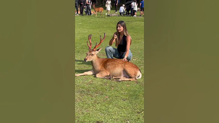 DEER IN NARA JAPAN  Short Video #deerpark #animals #zoo #cute #wildlife #travel #deer thumbnail