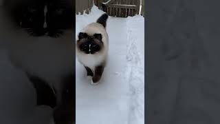 These Ragdoll Cats Playing in the Snow are the CUTEST!