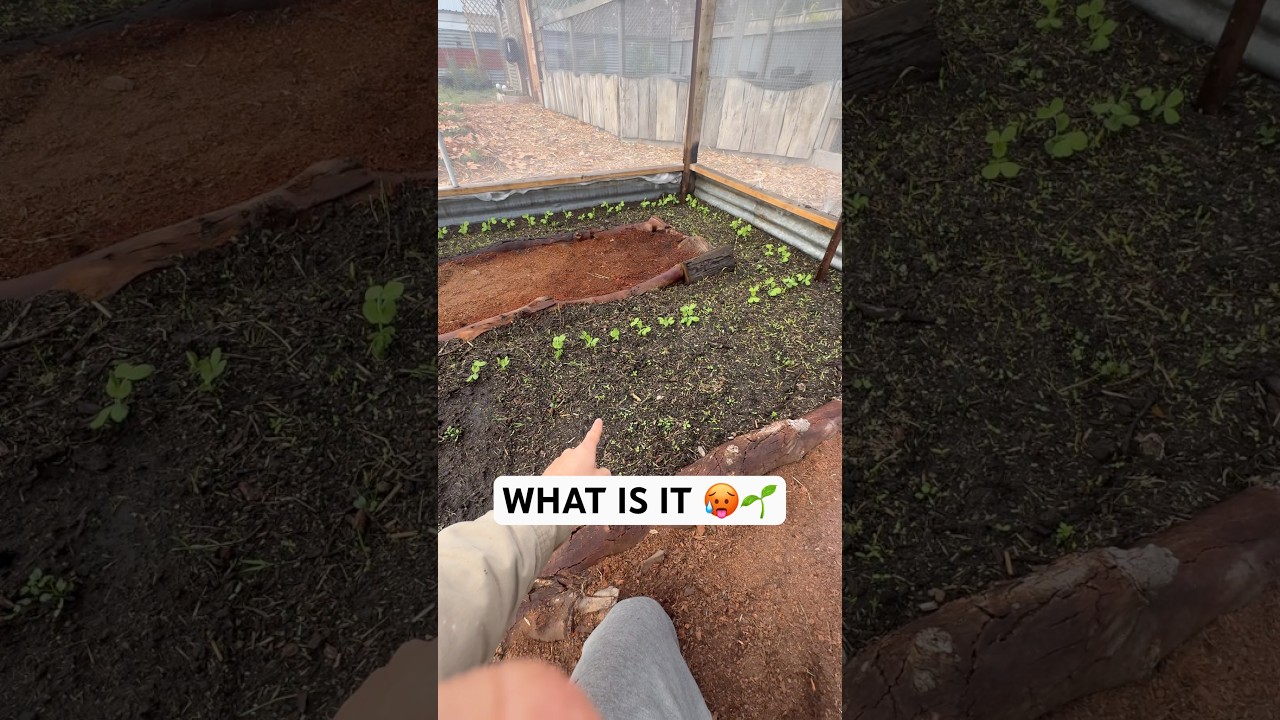Sprout or Weed 🌱😅📝 #growingfood #homesteading #gardening #sprouts #backyardveggies