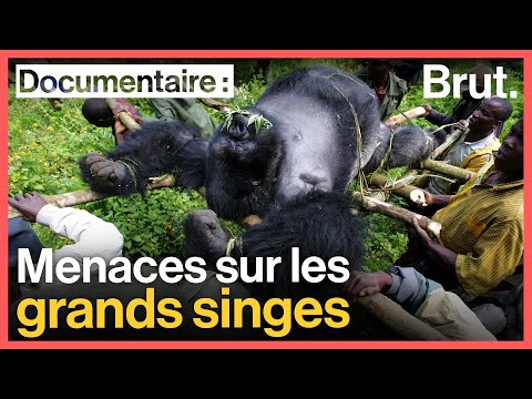 Vidéo: Pourquoi les chimpanzés sont en voie de disparition ?