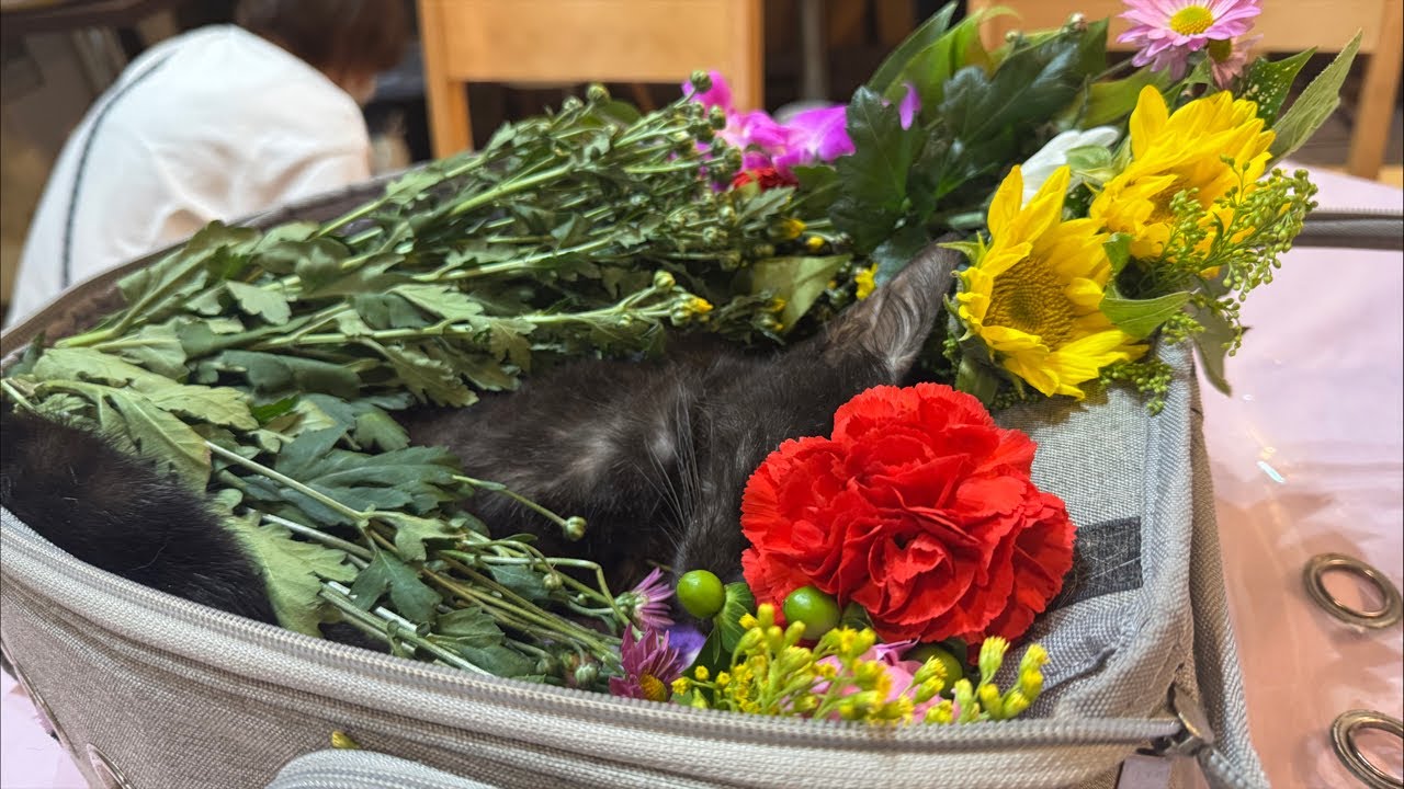 しんくんよく頑張ったね。Saying Goodbye to Shin-kun