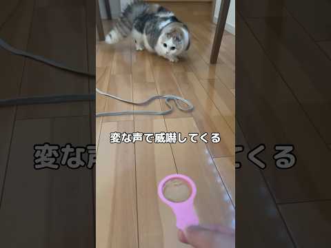 原因分かる方いますか?陰陽師猫になってしまった😢 #マンチカン #陰陽師 #shorts