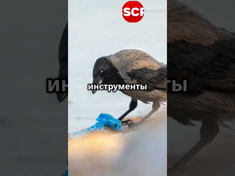 Серые орлы и вороны кто круче #батл #животные #птицы #факты #орёл #ворон #битва