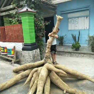 Ubi / singkong terbesar