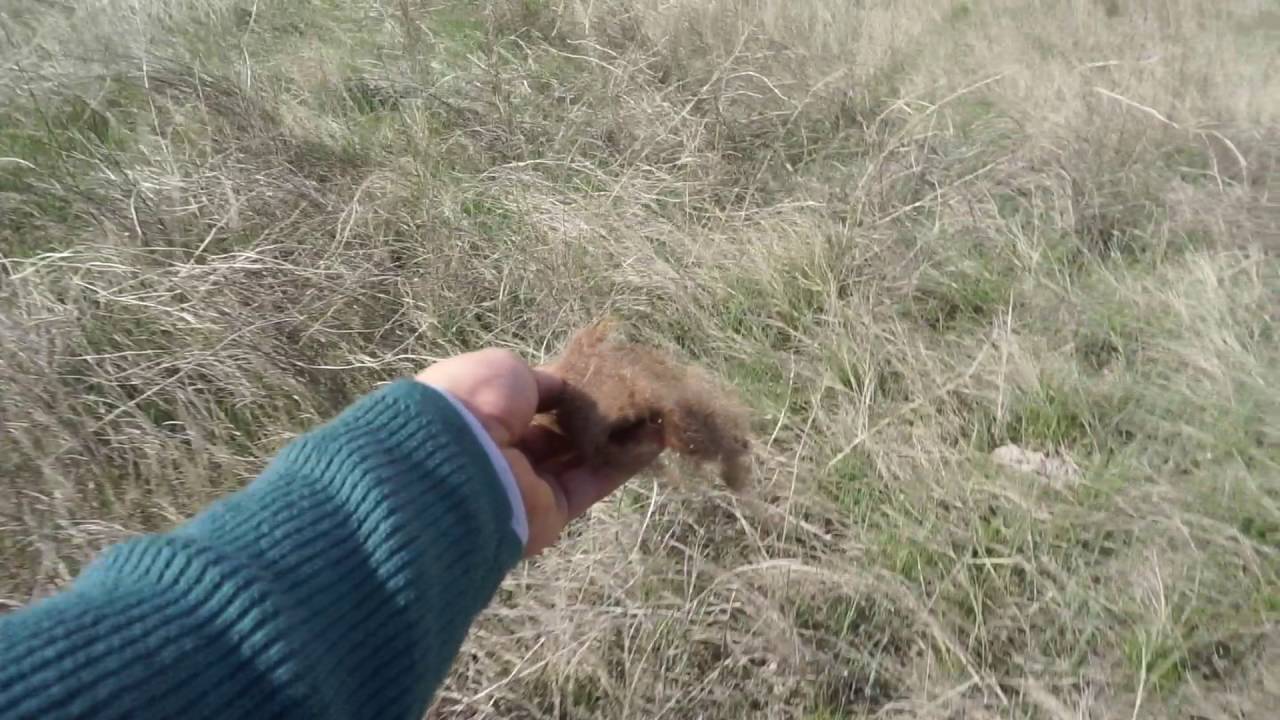 Backpacking the Badlands: Prairie Dogs