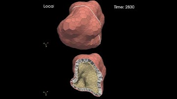 3D vertex model: cell proliferation