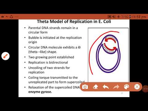 Theta Model DNA