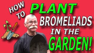 How To Plant Bromeliads in the Garden!