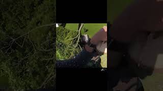 Famous Rigging a big top in a tight spot  #shorts #rigging #arborist Wealth