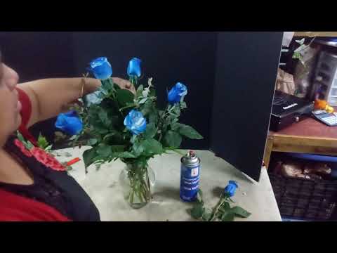 Como hacer un arreglo de 6 rosas frescas color azul. - YouTube