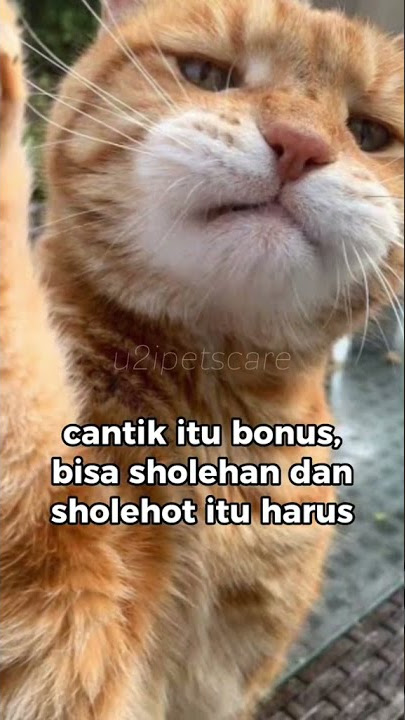 cowok2 suka yang sholeh atau yang hot #fypシ #sholehah #sholehot #kucing