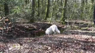 En balade avec Jaïko, mon chien d'amour ! by Lo P 529 views 7 years ago 4 minutes, 14 seconds