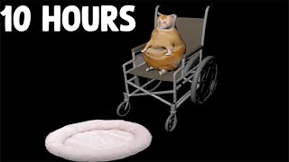 Cat Falling from a wheelchair Meme  10 Hours