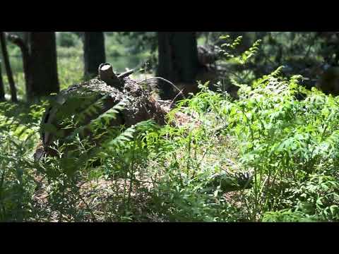 A Trip To The Woods - Movie Short By Ethan Ledbetter