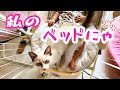 赤ちゃん用ベッドまで当然のように奪う猫が最強すぎる