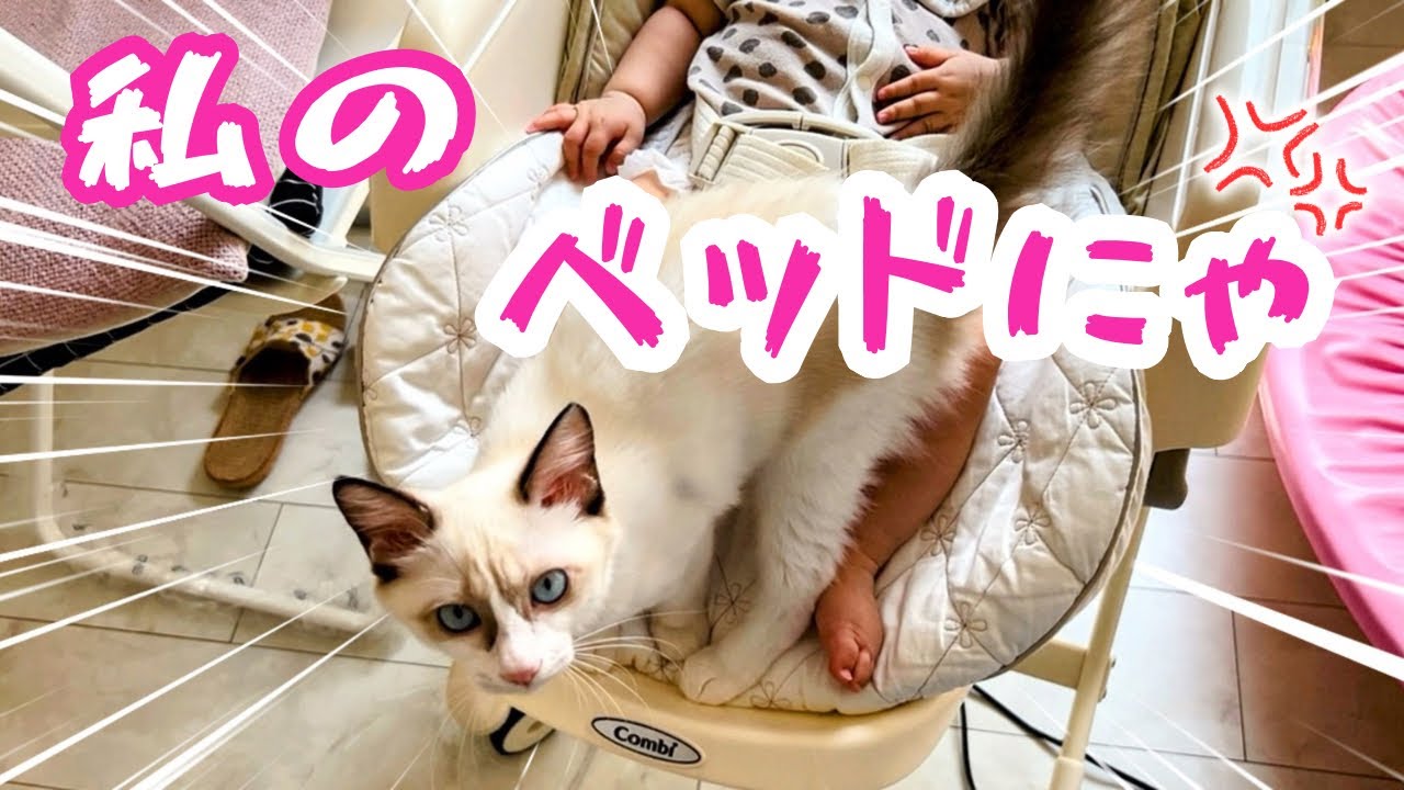 赤ちゃん用ベッドまで当然のように奪う猫が最強すぎる