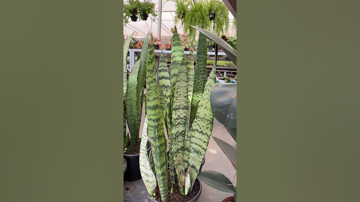 Plantas para decorar sua sala de estar que adoram ambiente interno.