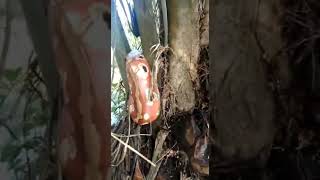 Tandan Sawit Seperti Ular