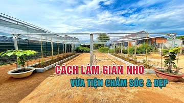 CHIA SẺ CÁCH LÀM GIÀN NHO QUANH NHÀ CHO NGƯỜI MỚI BẮT ĐẦU TRỒNG | TRẠI NHO GIỐNG KHỞI