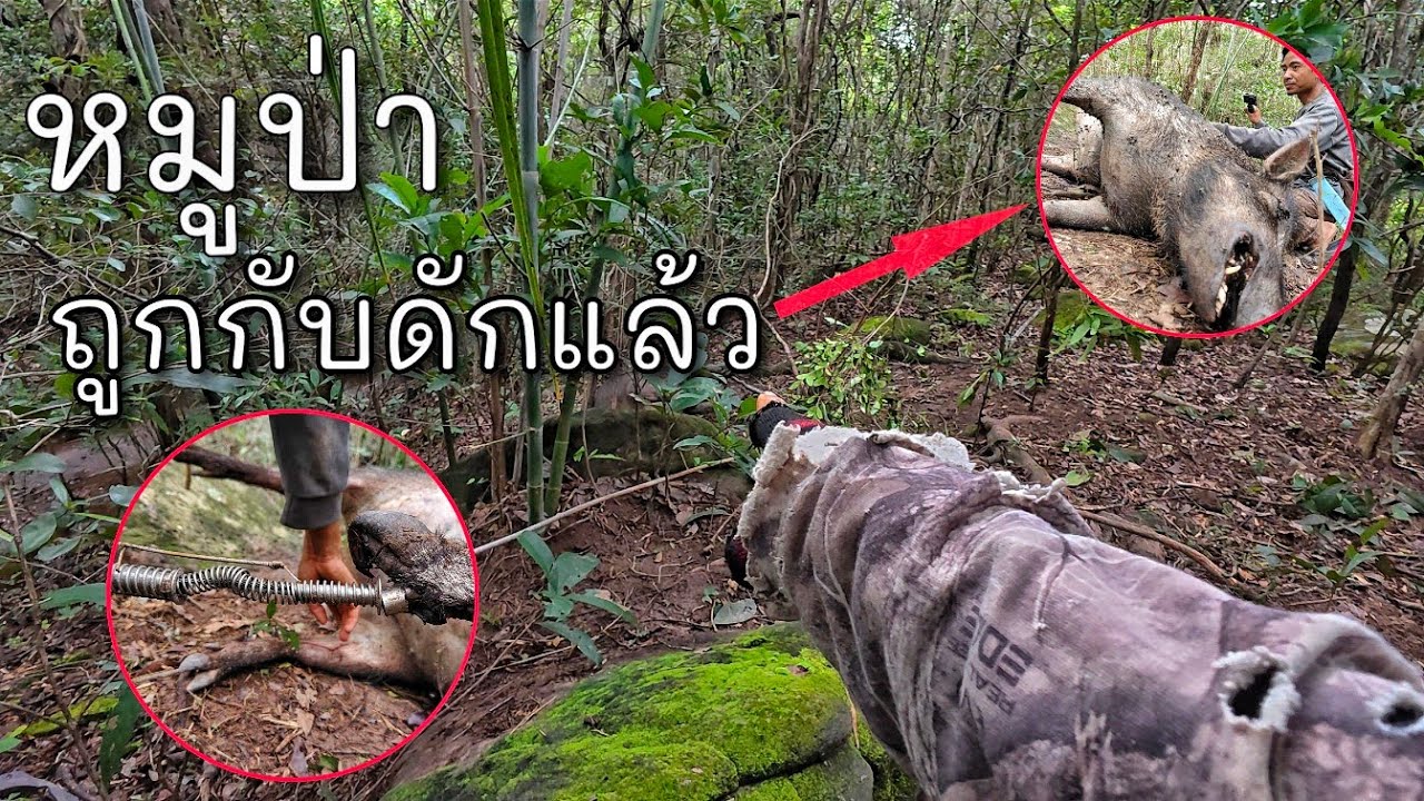 ไปนั่งห้างกับทีมงานหมูป่าถูกกับดักแล้ว//ຫມູປ່າຖືກກັບດັກແລ້ວ Hieng บ่าวอฮียง คนหากิน