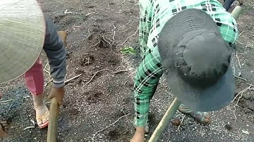 Văn Hóa Lúa Nương của người S