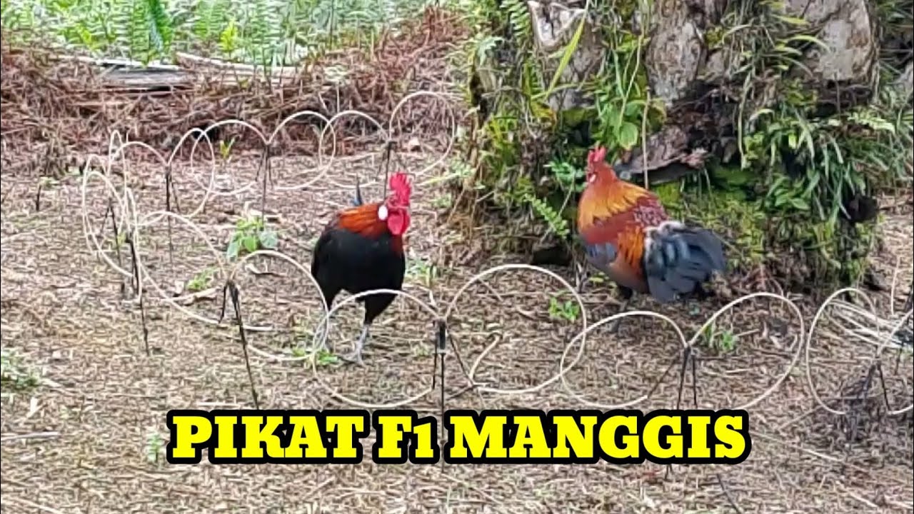 HAL TAK TERDUGA || AWALNYA PIKAT KUNCUP NGEKEK TAPI ENDINGNYA TAPAU AYAM HUTAN