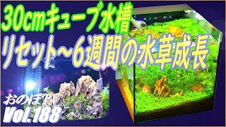 30cmキューブ水槽　リセットから6週間の水草の成長具合をチェック #188