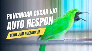 Langsung Mau Jamtrok !! Cucak Ijo Gacor Full Isian Tembakan, Ampuh Untuk Pancingan Cucak Ijo Lomba!