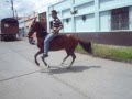 CABALLOS A LA VENTA